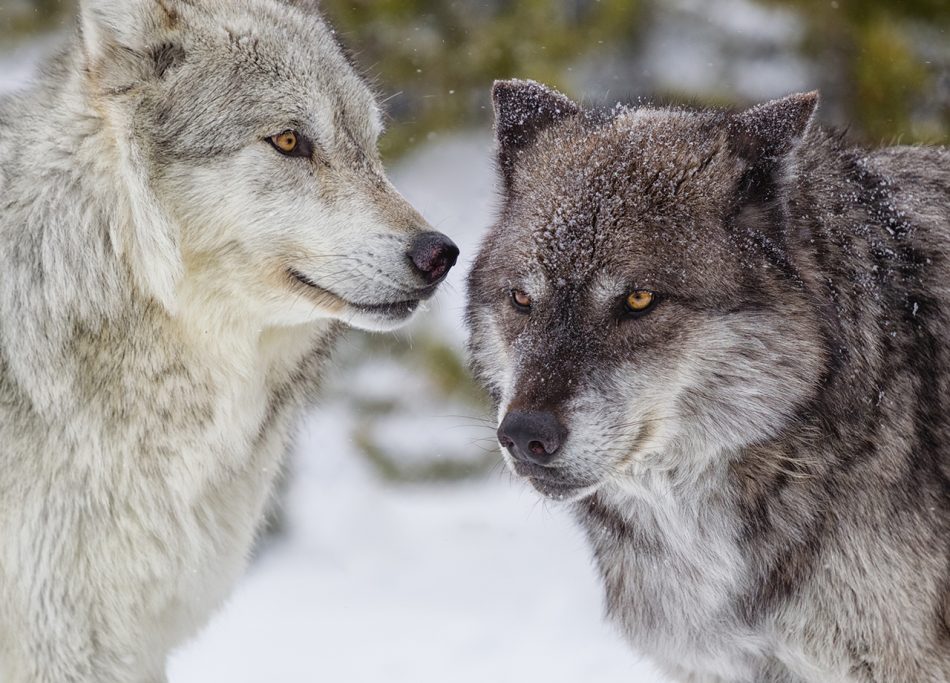Coaching de connaissance de soi : l’histoire inspirante des deux loups