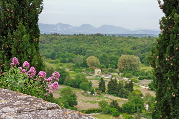 Albon