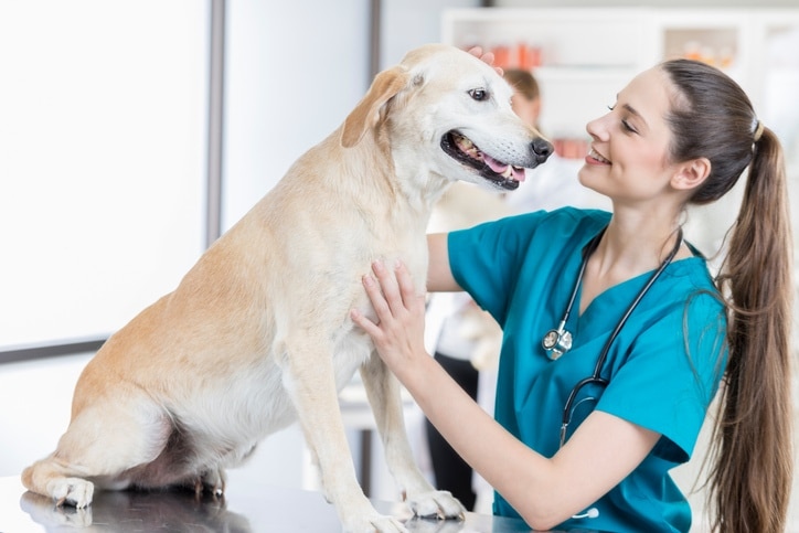 Reconversion auxiliaire de santé animale, Carrières alternatives, Toilettage professionnel, Élevage spécialisé, Éducateur canin, Gestionnaire de refuge, Technicien en laboratoire vétérinaire, Responsable d'animalerie, Zoologiste, Thérapie assistée par animaux, Formateur en santé animale, Comportementaliste animalier, Gestionnaire de pensions pour animaux, Consultation en nutrition animale, Organisateur d'événements équestres, Soigneur en zoo, Spécialiste en faune sauvage, Protection et sauvetage animal, Consultant en bien-être animal, Métiers de la mer (aquariums, soigneur marin), Educateur spécialisé pour animaux exotiques, Elevage alternatif (insectes, poissons), Assistant en physiothérapie animale, Travail avec associations animalières, Animateur nature et faune.