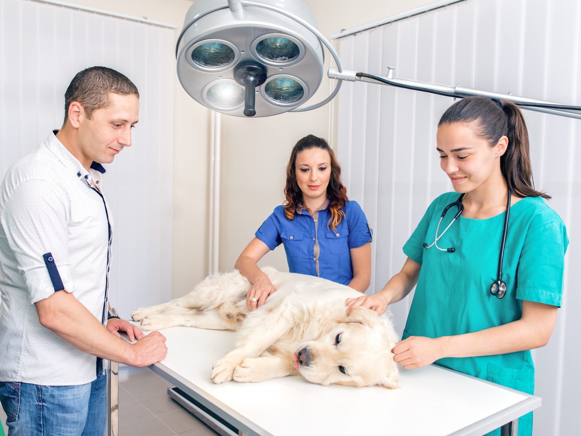 auxiliaire vétérinaire, métier animalier, ASV, AVQ, santé animale, professionnel, animaux, domestiques, formation, rémunération, perpsectives d'évolution, bilan de compétences, ORIENTACTION