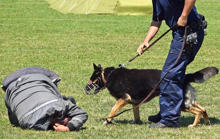 animaux de soutien, animaux thérapeutiques, chiens-guides, chevaux de thérapie, zoothérapie, coopération animal-humain, partenariat homme-animal, bien-être animal, animaux assistés, bienfaits des animaux, symbiose homme-animal, dauphins thérapeutes, chiens de berger, aides professionnelles animales, animaux au travail, compagnons de travail non-humains, bien-être au travail, chiens policiers, aviculture thérapeutique, animaux de service, équithérapie, assistance animale, chiens d'assistance, formations animalières professionnelles, fauconnerie moderne.