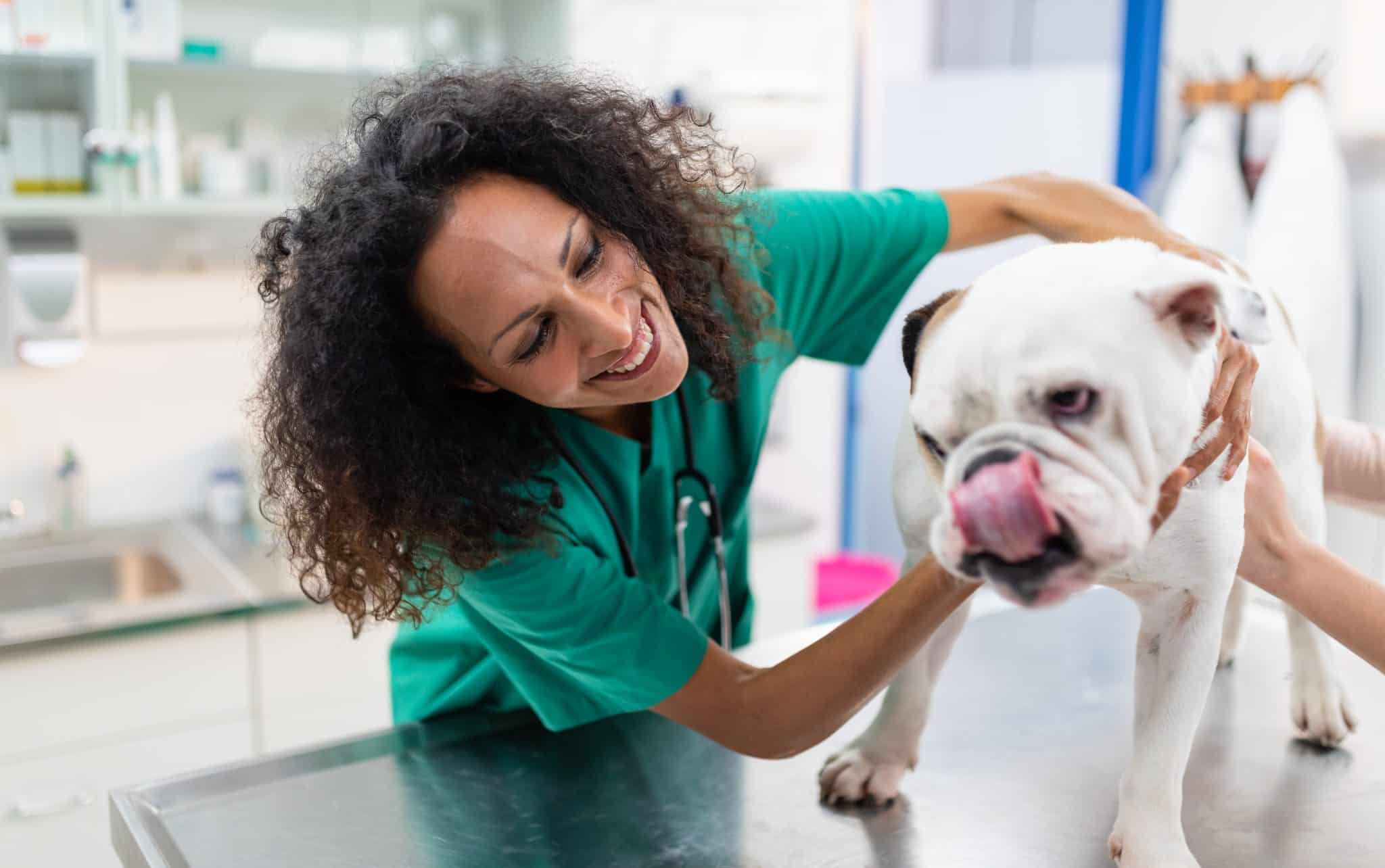 assistant vétérinaire, métier, formation, compétences, animaux, bilan de compétences