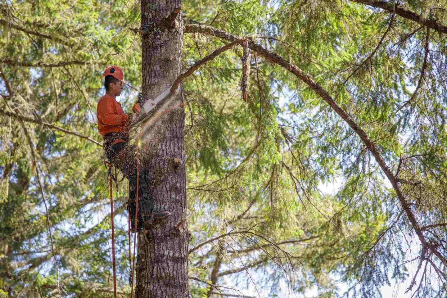 Élagueur grimpeur, métier de l’arboriculture, travail en hauteur, entretien des arbres, compétences en grimpe, formation en élagage, sécurité au travail, équipement d’élagage, coupe des arbres, préservation des arbres, horticulture, travail en plein air, conservation de la nature, gestion forestière, protection de l’environnement, compétences physiques, carrière en plein air, travail autonome, emploi en élagage, profession de l’arbre, travail manuel, gestion des espaces verts, taille d’arbre, respect de l’environnement, métier de la nature.