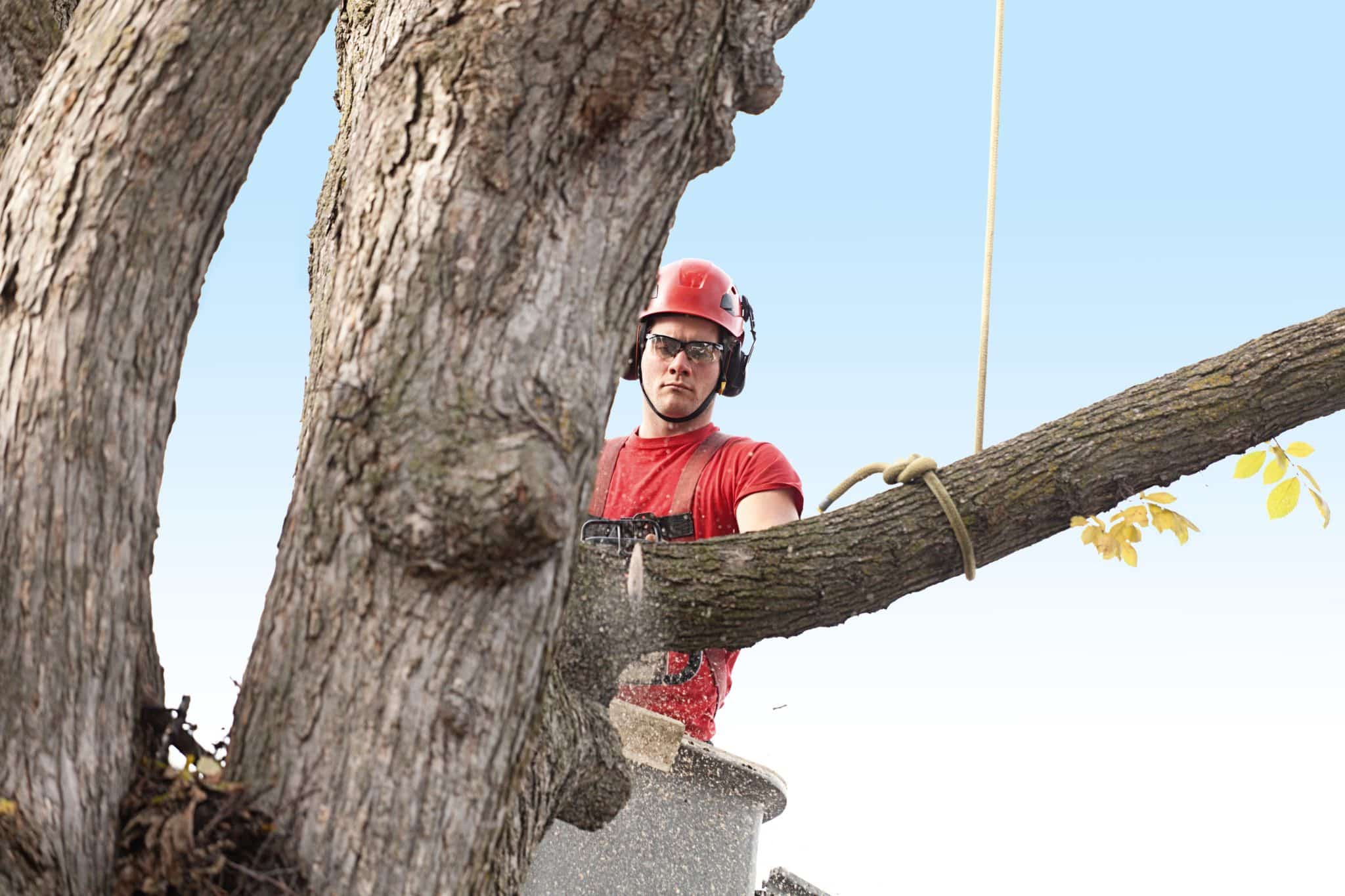 Why Topping Trees Is a Dangerous Shortcut for Niagara Homeowners