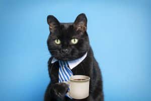 superstition, travail, croyances, porte-bonheur, échelle, chat noir, miroir brisé, rituels, talisman, vendredi 13, toucher du bois, trèfle à quatre feuilles, sel renversé, énergie, éviter le mauvais œil, signes, présages, objets fétiches, cérémonies, croyances populaires, marabout, porte-malheur, amulettes, traditions, comportements superstitieux.