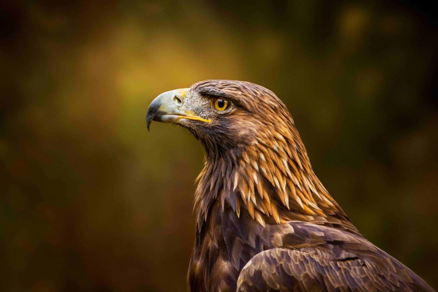 Aigle, animal totem, signification, spiritualité, vision, liberté, courage, puissance, élévation, perspicacité, renaissance, protection, sagesse, indépendance, guide spirituel, force, majesté, résilience, intuition, chasseur, vol, nature, totem, énergie, symbolisme