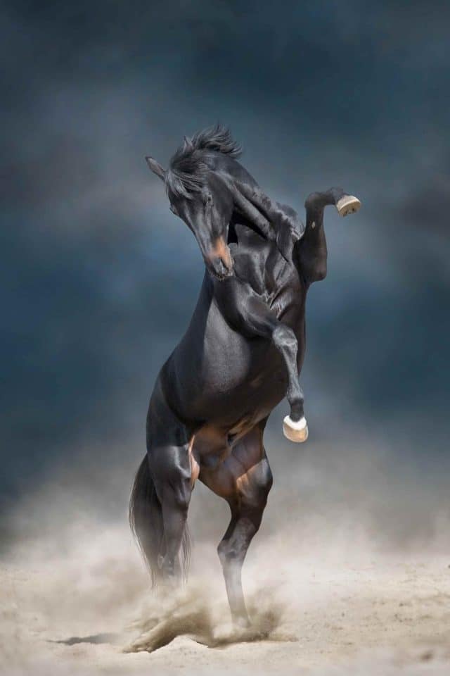 Cheval, Animal totem, Signification, Liberté, Puissance, Noblesse, Courage, Voyage, Aventure, Énergie, Mouvement, Grace, Rapidité, Endurance, Fiabilité, Indépendance, Intuition, Passion, Loyal, Transformation, Croissance, Sensibilité, Beauté, Force intérieure, Persévérance