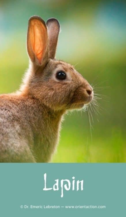 Lapin, Animal totem, Signification spirituelle, Agilité, Fertilité, Chance, Rapidité, Croissance, Intuition, Peur, Sensibilité, Créativité, Abondance, Cycles de vie, Rêves, Vigilance, Adaptabilité, Innocence, Exploration, Opportunités, Renouveau, Protection, Discernement, Douceur, Manifestation