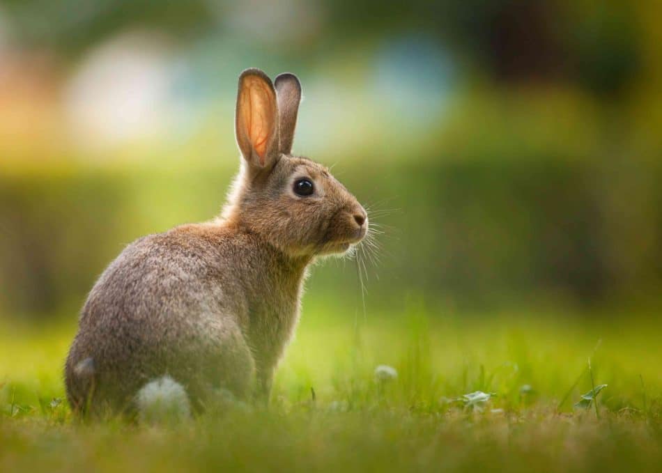 Lapin, Animal totem, Signification spirituelle, Agilité, Fertilité, Chance, Rapidité, Croissance, Intuition, Peur, Sensibilité, Créativité, Abondance, Cycles de vie, Rêves, Vigilance, Adaptabilité, Innocence, Exploration, Opportunités, Renouveau, Protection, Discernement, Douceur, Manifestation