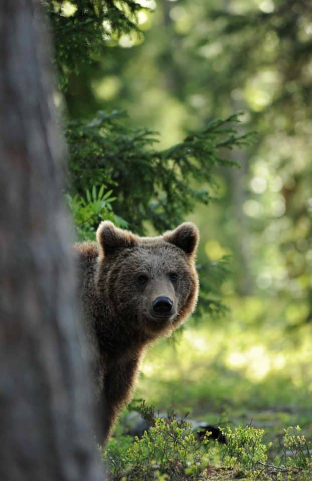 Ours, Animal totem, Signification, Force, Protection, Courage, Sagesse, Introspection, Indépendance, Puissance, Leadership, Survie, Nature, Confiance, Stabilité, Paix intérieure, Solitude, Autorité, Renouveau, Instinct, Territoire, Résilience, Spiritualité, Patience, Hibernation