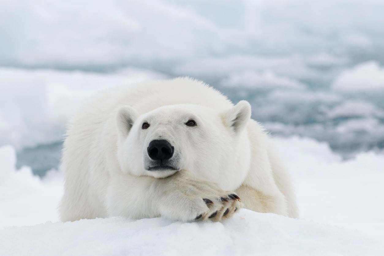 Ours blanc, Animal totem, Signification, Force, Courage, Survie, Adaptation, Solitude, Protection, Sagesse, Puissance, Pureté, Arctique, Nature, Instinct, Leadership, Résilience, Indépendance, Chasseur, Territoire, Spirituel, Équilibre, Isolation, Rénovation, Persévérance.