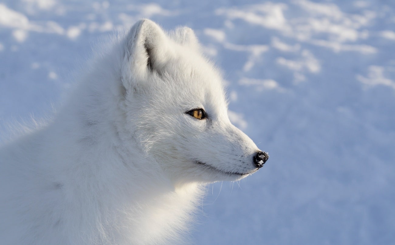 Renard blanc, Animal totem, Signification, Malice, Adaptabilité, Intelligence, Discrétion, Beauté, Survie, Agilité, Intuition, Stratégie, Camouflage, Neige, Pureté, Indépendance, Astuce, Mystère, Transformation, Communication, Esprit, Guide, Protection, Exploration, Ruse