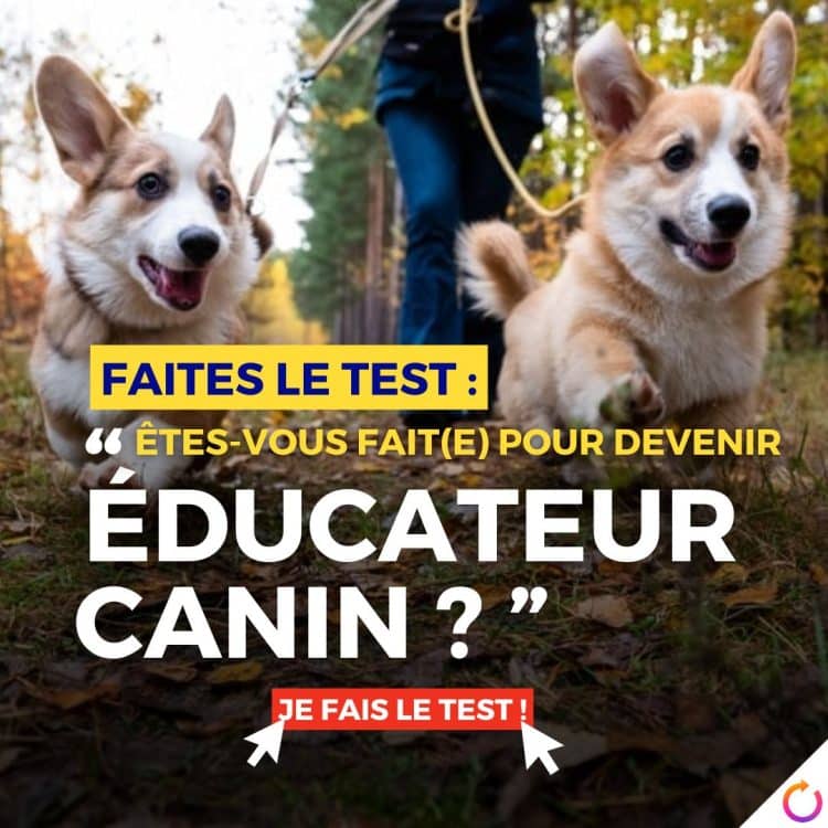  Voici une liste de mots-clés pour votre article : test, éducateur, canin, carrière, compétences, passion, formation, chiens, comportement, évaluation, aptitude, responsabilité, patience, communication, engagement, bien-être animal, profession, questions, réponses, conseils, expérience, travail, environnement, motivations.